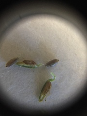 Cyperus polystachyos