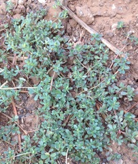Portulaca oleracea