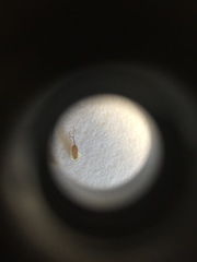 Cyperus polystachyos