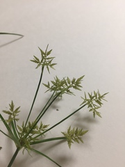Cyperus polystachyos