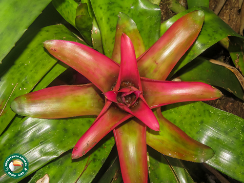 Blushing Bromeliad (Nidularium fulgens)