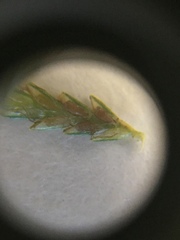 Cyperus polystachyos