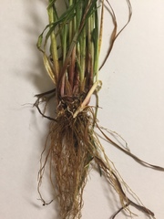 Cyperus polystachyos