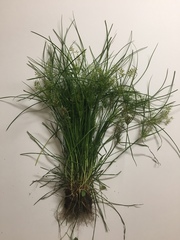 Cyperus polystachyos
