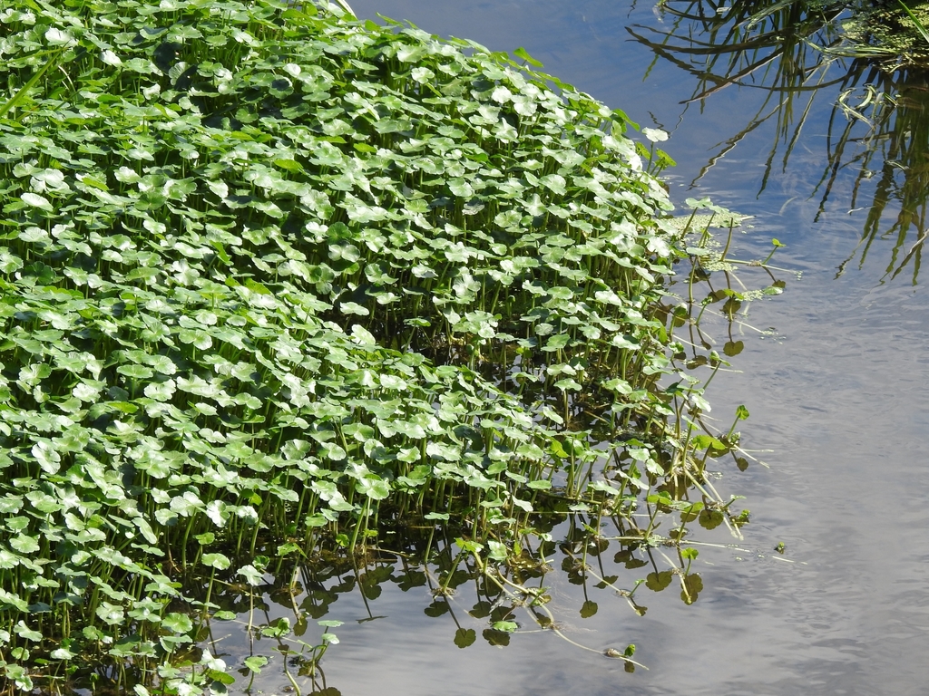 floating marsh pennywort from Washougal, WA 98671, USA on August 31 ...