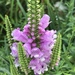 Obedient Plant - Photo (c) benwadejones, some rights reserved (CC BY-NC), uploaded by benwadejones