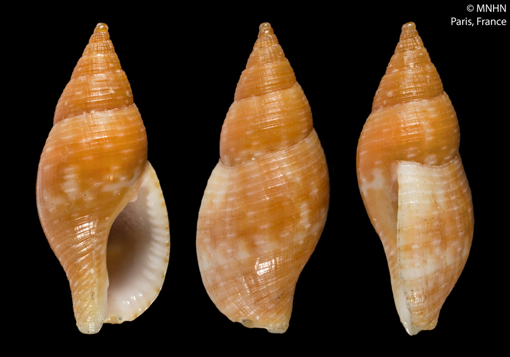 Pisania fasciculata