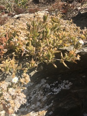 Delosperma inconspicuum