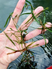 Potamogeton obtusifolius
