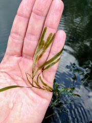 Potamogeton obtusifolius