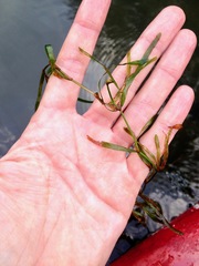 Potamogeton obtusifolius