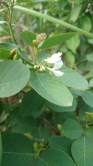 Dendrolobium umbellatum