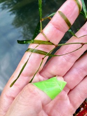 Potamogeton obtusifolius