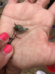 Ocenebrinae