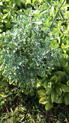 Ruta graveolens