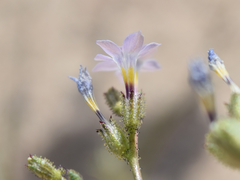 Gilia sinuata