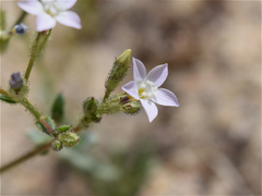 Gilia sinuata
