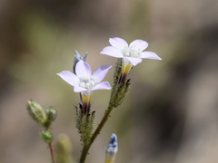 Gilia sinuata