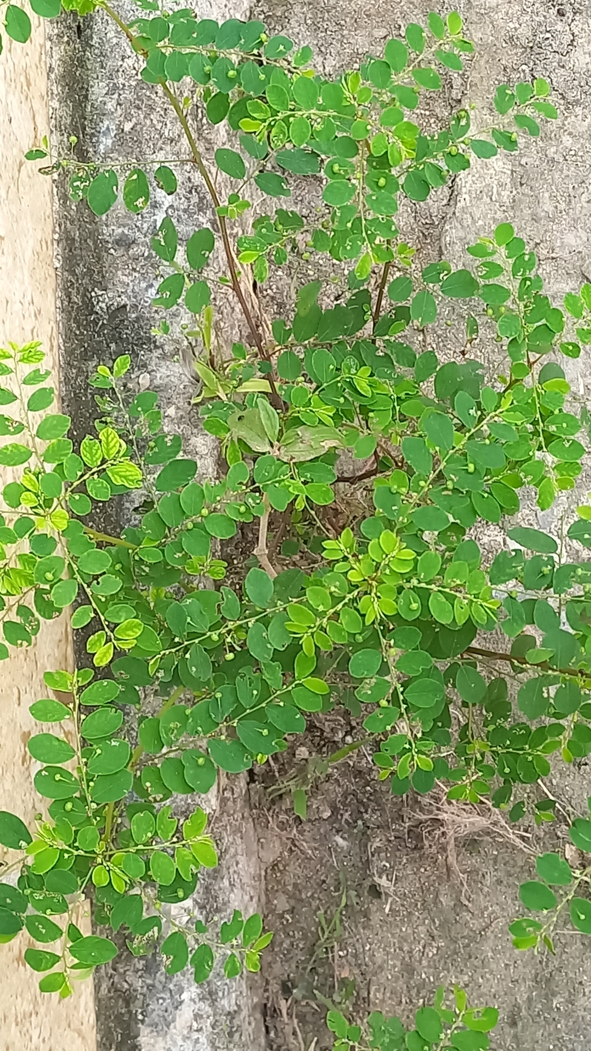 Phyllanthus tenellus