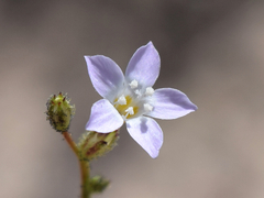 Gilia sinuata