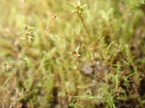 Philonotis capillaris observed 2025-05-02