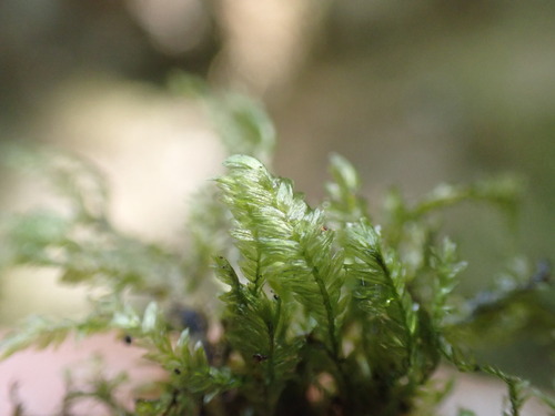 Image of Bigelow's Porotrichum Moss (Porotrichum bigelovii) by no rights reserved