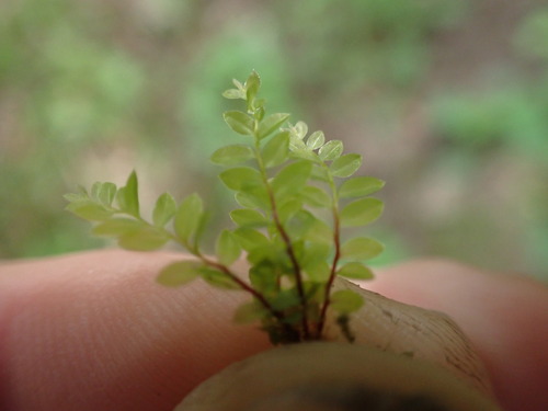 Image of Mnium thomsonii by no rights reserved