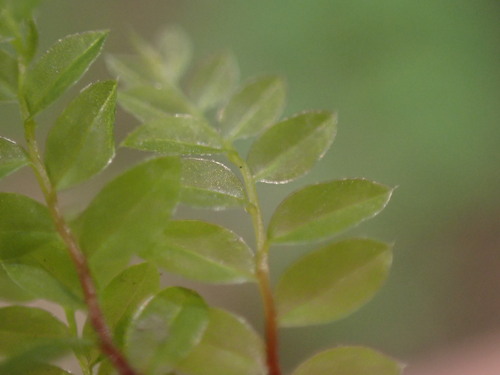 Thomson's Calcareous Moss (Mnium thomsonii)