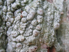 Pertusaria paratuberculifera