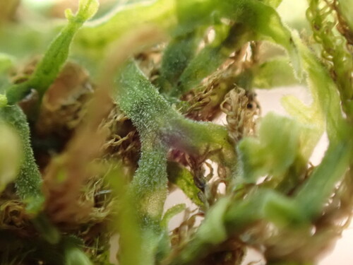 Image of Metzgeria pubescens by no rights reserved