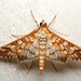 Orange Epipagis Moth - Photo (c) Royal Tyler, some rights reserved (CC BY-NC-SA)