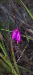 Masdevallia amabilis