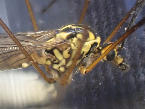 Spotted Cranefly