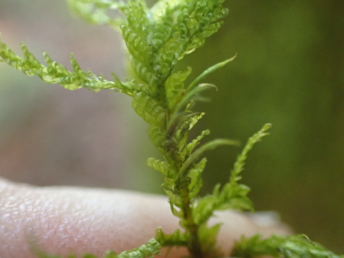 Image of Neckera menziesii by no rights reserved