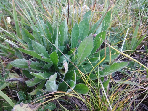 Vienagraižė snaudalė nuotrauka