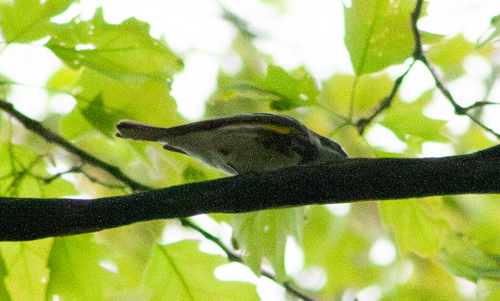 Myrtle Warbler photographed in Pennsylvania