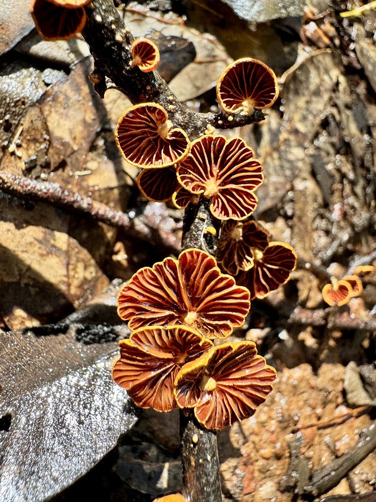 Anthracophyllum archeri · April 2025 · photo: © pimelea (iNaturalist, cc-by)