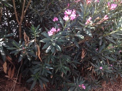 Nerium oleander