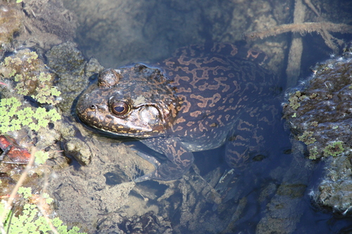 iNaturalist observation photo of American Bullfrog