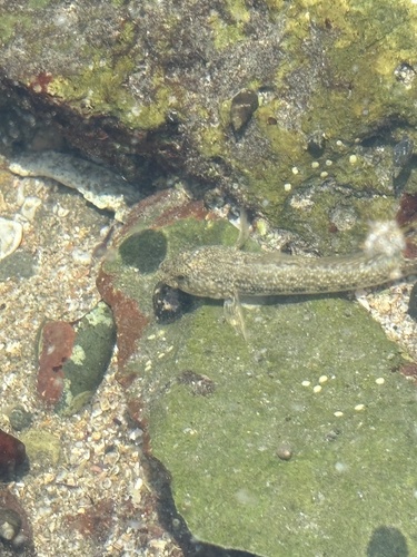 Panamic Frillfin (Bathygobius ramosus)