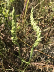 Spiranthes incurva