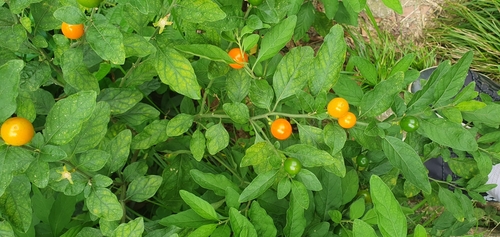 Solanum pseudocapsicum iNat (3)