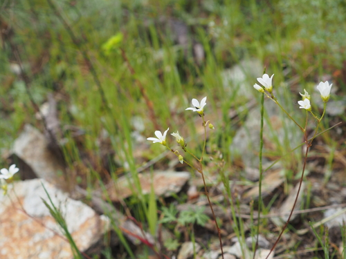 Image of Saxifraga fragosoi by (c) Augustin Soulard, some rights reserved (CC BY)