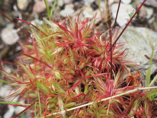 Image of Saxifraga fragosoi by (c) Augustin Soulard, some rights reserved (CC BY)