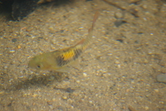 Striuntius lateristriga