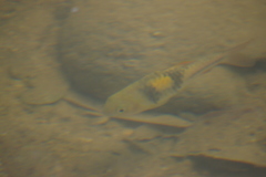 Striuntius lateristriga