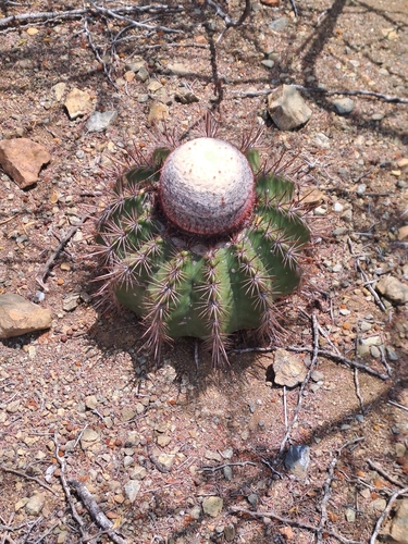 Melocactus macracanthos