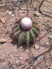 Melocactus macracanthos