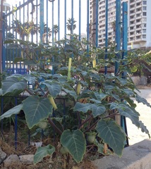 Datura innoxia
