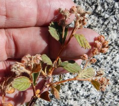 Holodiscus discolor microphyllus